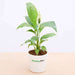 peace lily in ceramic pot - corporate gift (set of 30)