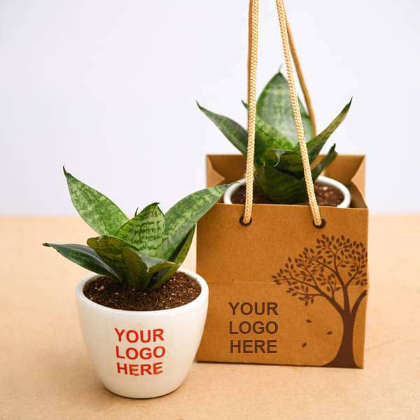 sansevieria plant in ceramic pot - corporate gift (set of 30)