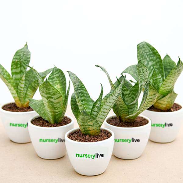 sansevieria plant in ceramic pot - corporate gift (set of 30)