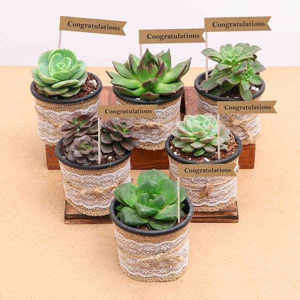 splendid succulents - corporate gift (set of 30)