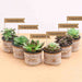 splendid succulents - corporate gift (set of 30)