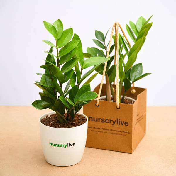 zamioculcas zamiifolia - corporate gift (set of 30)