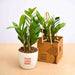 zamioculcas zamiifolia - corporate gift (set of 30)