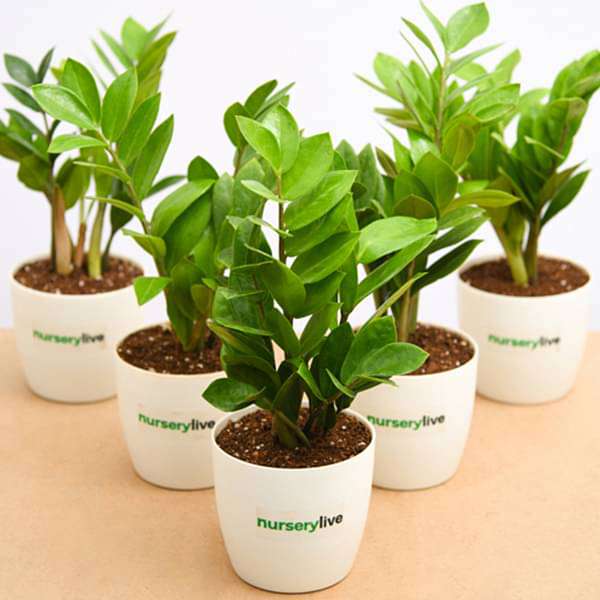 zamioculcas zamiifolia - corporate gift (set of 30)