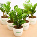 zamioculcas zamiifolia - corporate gift (set of 30)