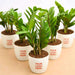 zamioculcas zamiifolia - corporate gift (set of 30)