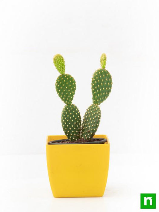 bunny ear cactus - plant