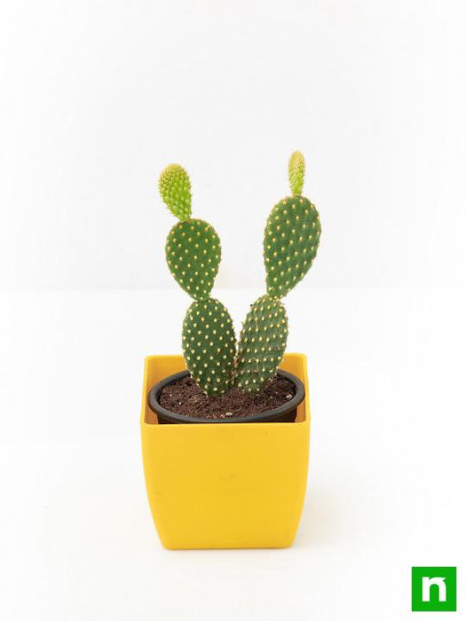 bunny ear cactus - plant