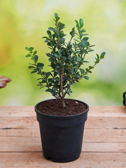 buxus microphylla japonica - plant