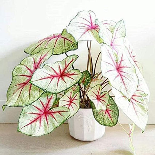 caladium hybrid ( white ) - plant