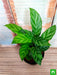 calathea concinna freddie - plant