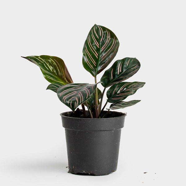 calathea ornata pinstripe - plant