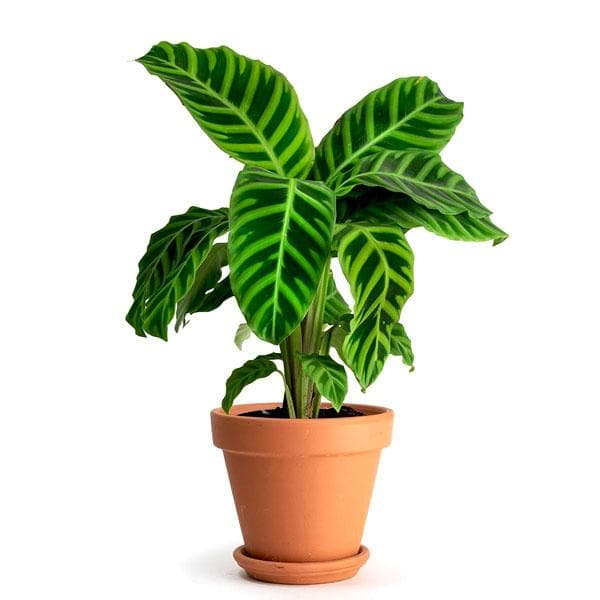 calathea zebrina - plant