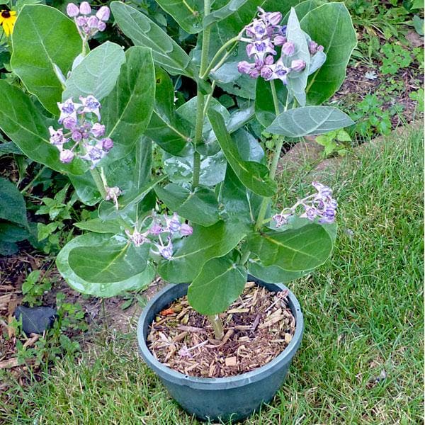 tree of shravana nakshatra - plant