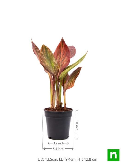 canna (orange flower with variegated red leaves ) - plant