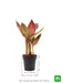 canna (orange flower with variegated red leaves ) - plant