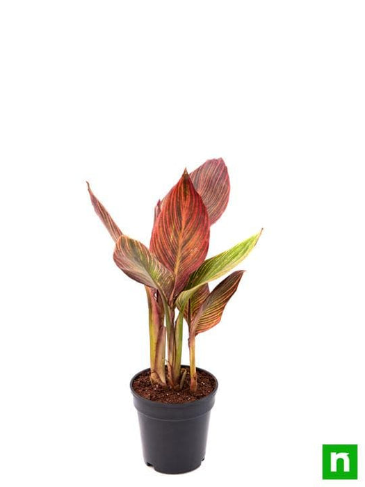 canna (orange flower with variegated red leaves ) - plant