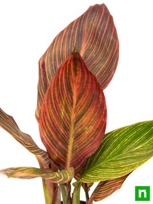 canna (orange flower with variegated red leaves ) - plant