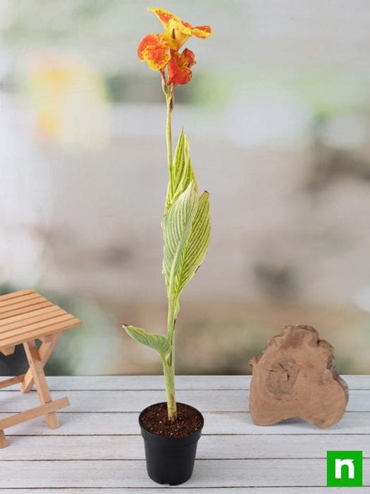 canna (orange flower with variegated yellow leaves ) - plant