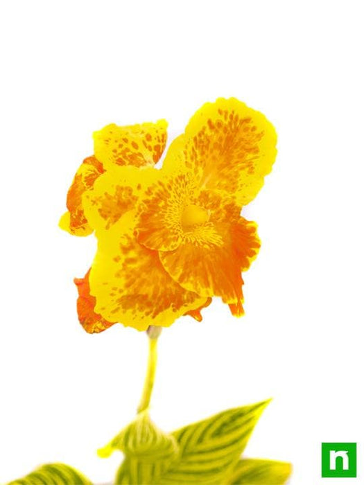 canna (orange flower with variegated yellow leaves ) - plant