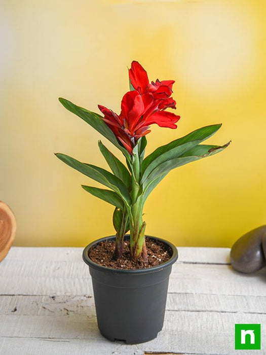 canna (red flower with green leaves) - plant