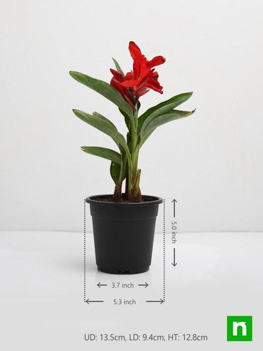 canna (red flower with green leaves) - plant