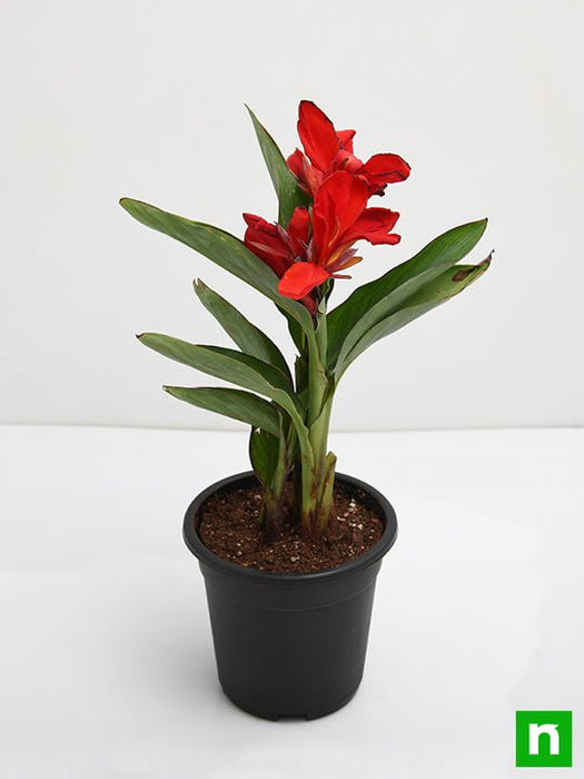 canna (red flower with green leaves) - plant