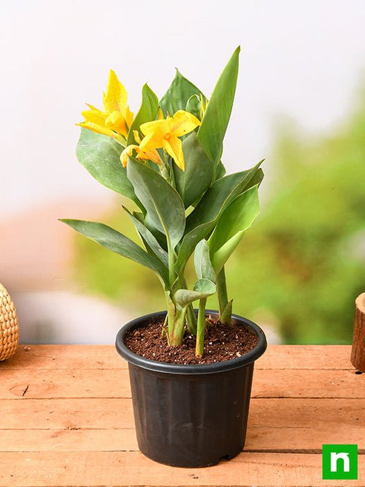 canna (yellow flower with green leaves) - plant