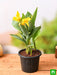 canna (yellow flower with green leaves) - plant