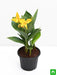 canna (yellow flower with green leaves) - plant