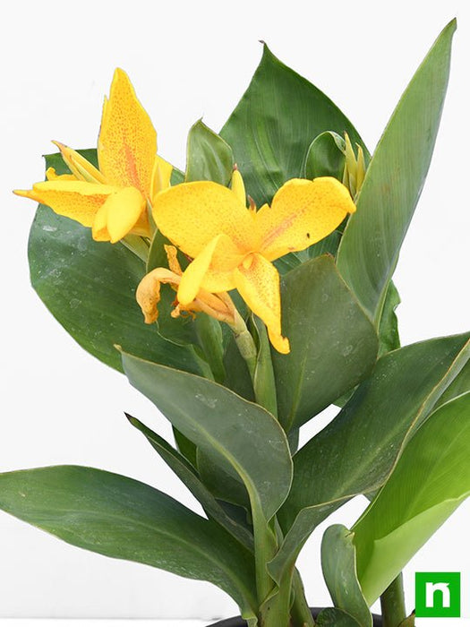 canna (yellow flower with green leaves) - plant