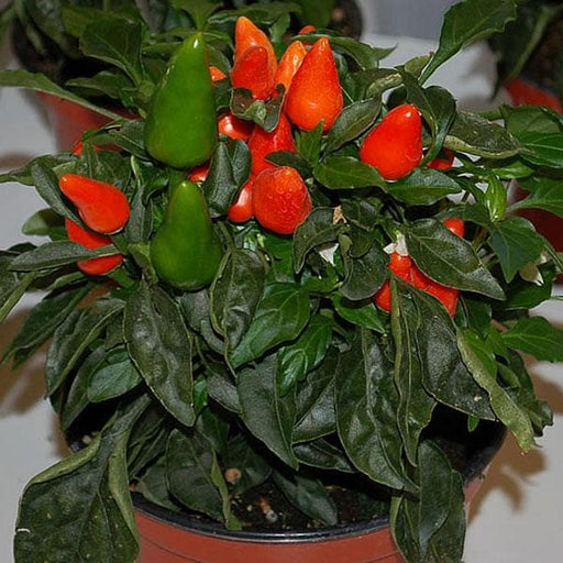 capsicum annum - plant