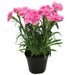 carnation (pink) - plant