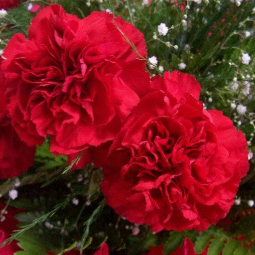 carnation (red) - plant