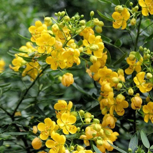 cassia siamea - plant