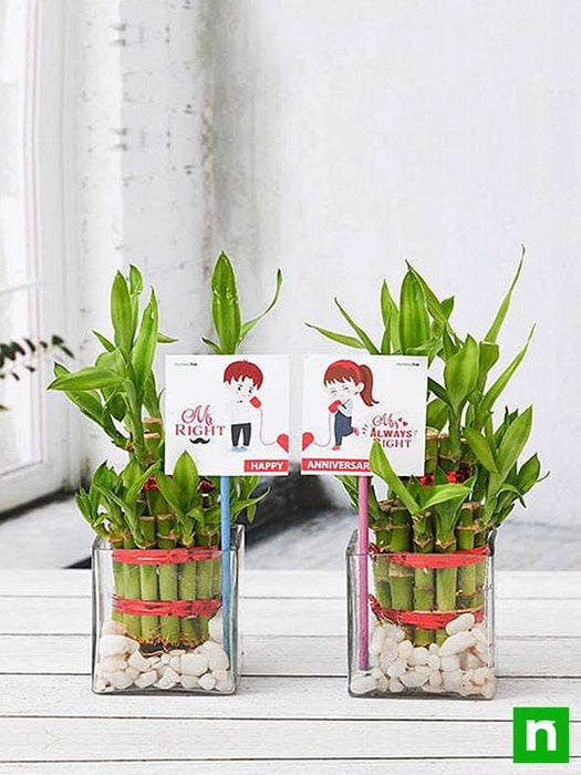 celebrate anniversary with 2 layer lucky bamboo plants 