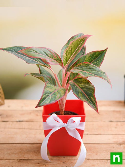 celebrate anniversary with aglaonema plant 