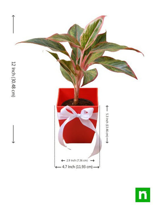 celebrate anniversary with aglaonema plant 