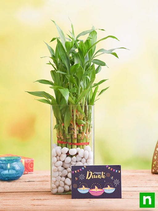 celebrate diwali with 3 layer lucky bamboo plant 