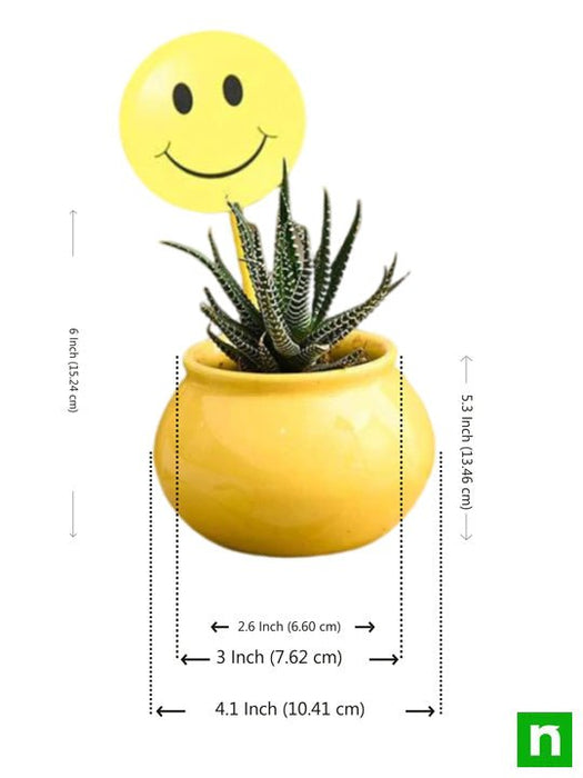 celebrate happiness with haworthia in ceramic pot 