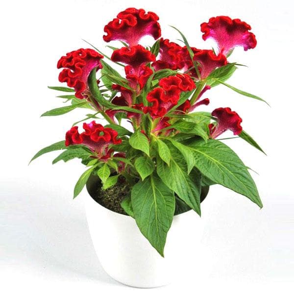 celosia cockscomb (any color) - plant