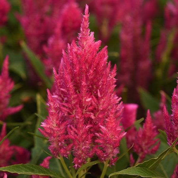 celosia (pink) - plant