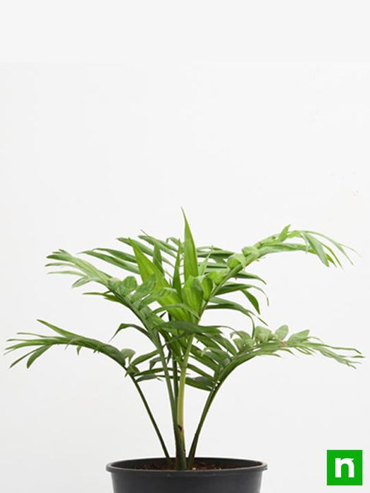 chamaedorea elegans - plant