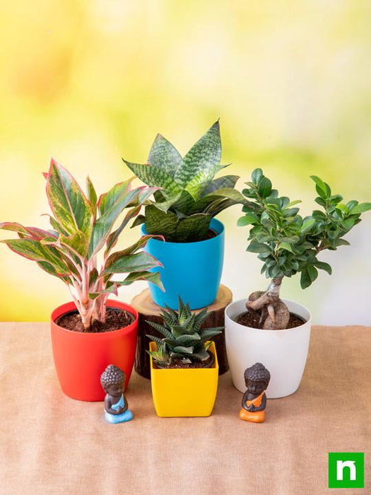 charming indoor plants with meditating buddha 