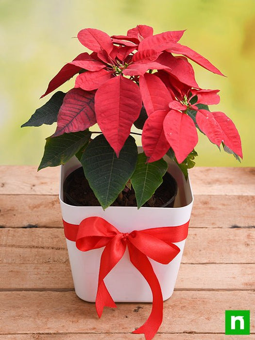 cheerful poinsettia 