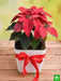 cheerful poinsettia 