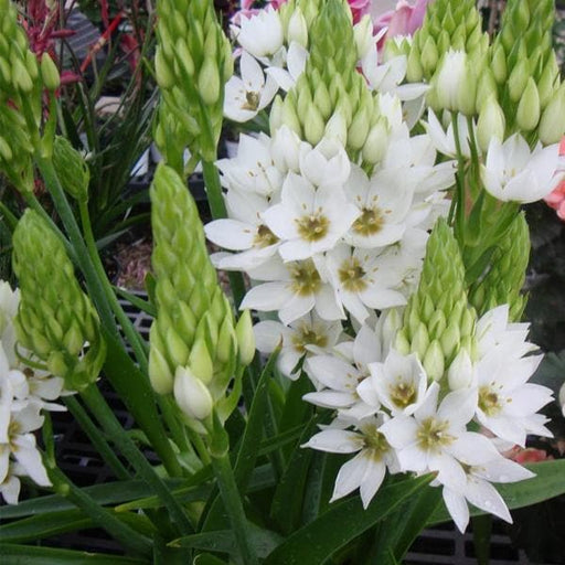 chincherinchee - bulbs (set of 5)