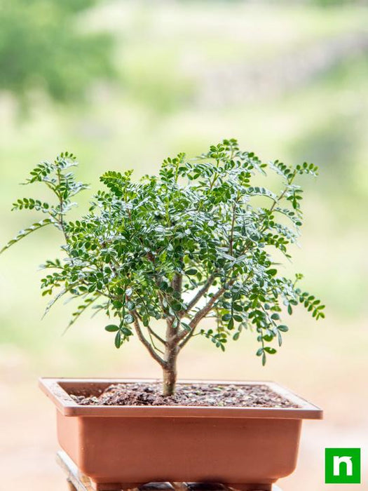 chinese pepper bonsai - plant