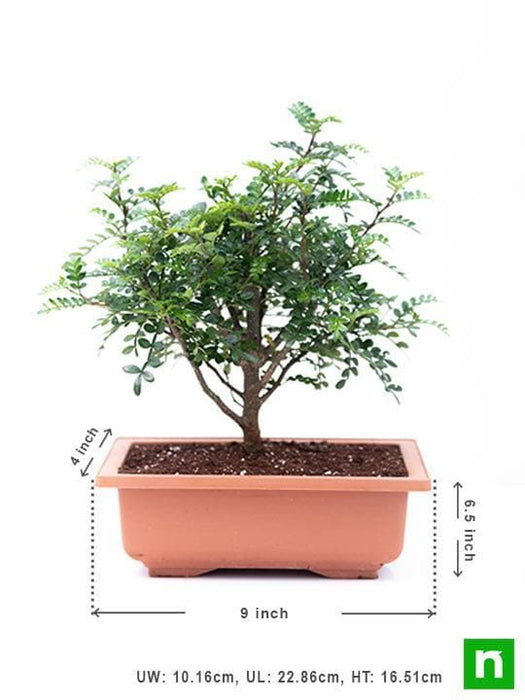 chinese pepper bonsai - plant