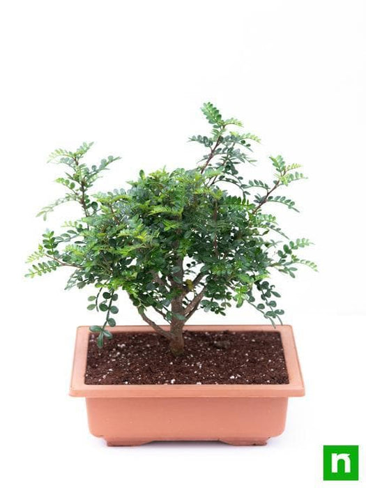 chinese pepper bonsai - plant